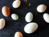 [ẢNH] Những tác dụng không ngờ của việc ăn trứng luộc vào buổi sáng