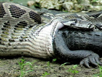 [ẢNH] Điểm mặt những loài 