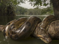[ẢNH] Điểm mặt những loài 