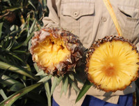 [ẢNH] Ăn dứa mùa hè (2): Dùng đúng cách để tránh 