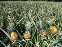 [ẢNH] Ăn dứa mùa hè (2): Dùng đúng cách để tránh 