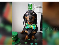 [ẢNH] Những thú cưng 