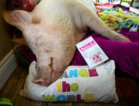 [ẢNH] Những thú cưng 