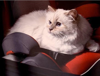 [ẢNH] Những thú cưng 