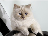 [ẢNH] Những thú cưng 