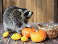 [ẢNH] Những thú cưng 