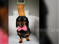 [ẢNH] Những thú cưng 