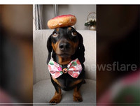 [ẢNH] Những thú cưng 