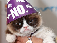 [ẢNH] Những thú cưng 