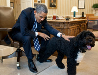 [ẢNH] Những thú cưng 