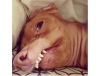 [ẢNH] Những thú cưng 