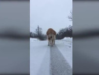 [ẢNH] Những thú cưng 