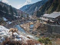 [ẢNH] Thánh địa nơi động vật chính là 