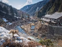 [ẢNH] Thánh địa nơi động vật chính là 