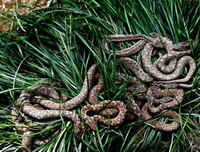 [ẢNH] Thánh địa nơi động vật chính là 