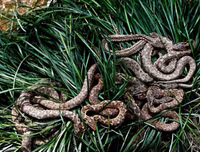 [ẢNH] Thánh địa nơi động vật chính là 