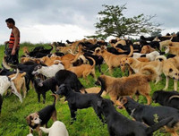 [ẢNH] Thánh địa nơi động vật chính là 