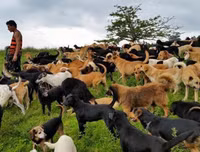 [ẢNH] Thánh địa nơi động vật chính là 