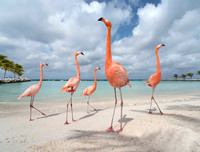 [ẢNH] Thánh địa nơi động vật chính là 