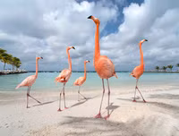 [ẢNH] Thánh địa nơi động vật chính là 