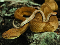 [ẢNH] Thánh địa nơi động vật chính là 