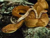 [ẢNH] Thánh địa nơi động vật chính là 