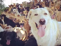 [ẢNH] Thánh địa nơi động vật chính là 