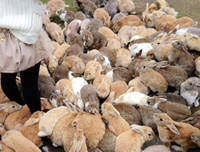 [ẢNH] Thánh địa nơi động vật chính là 