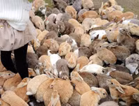 [ẢNH] Thánh địa nơi động vật chính là 