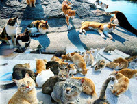 [ẢNH] Thánh địa nơi động vật chính là 