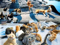 [ẢNH] Thánh địa nơi động vật chính là 