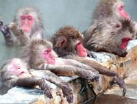 [ẢNH] Thánh địa nơi động vật chính là 