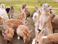 [ẢNH] Thánh địa nơi động vật chính là 