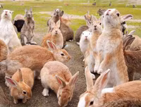 [ẢNH] Thánh địa nơi động vật chính là 