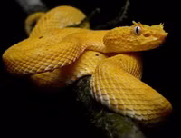 [ẢNH] Thánh địa nơi động vật chính là 