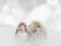 [ẢNH] Thánh địa nơi động vật chính là 