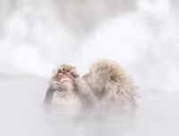 [ẢNH] Thánh địa nơi động vật chính là 