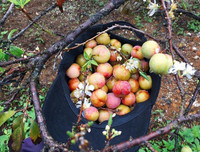 [ẢNH] 9 địa điểm du lịch ở Mộc Châu 