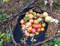 [ẢNH] 9 địa điểm du lịch ở Mộc Châu 