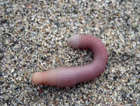 [ẢNH] 6 món đặc sản biển gây ấn tượng bởi vẻ ngoài 