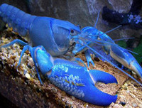 [ẢNH] Những món hải sản 