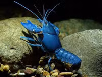 [ẢNH] Những món hải sản 