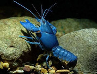 [ẢNH] Những món hải sản 