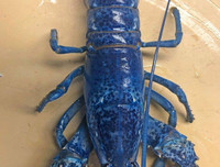 [ẢNH] Những món hải sản 