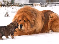 [ẢNH] Top 10 giống chó 