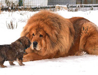 [ẢNH] Top 10 giống chó 