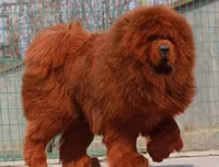 [ẢNH] Top 10 giống chó 