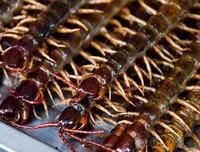 [ẢNH] Những đặc sản 