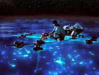 [ẢNH] Vẻ đẹp huyền diệu của những bãi biển tự phát sáng trong đêm