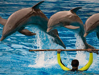 [ẢNH] Top 8 loài động vật sở hữu trí thông minh 